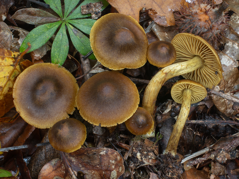 Cortinarius olivaceofuscuss Cortinarius olivaceofuscus